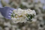 Taboulé de chou fleur d'hiver