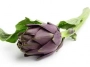 artichauts violets